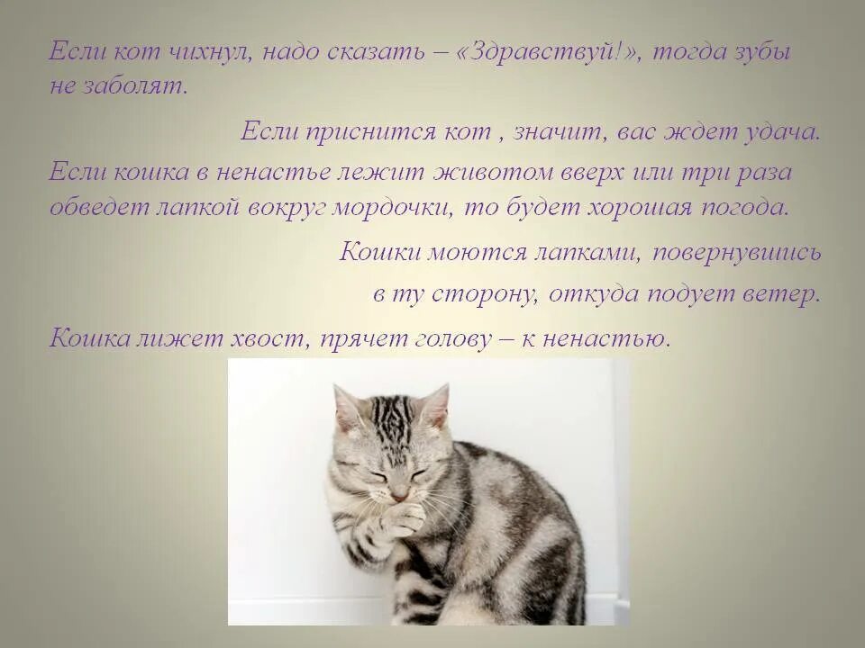 К чему снится видеть котенка. Кошка во сне к чему. увидела кота обозначает. к чему снятся котики. к чему снятся котята во сне.
