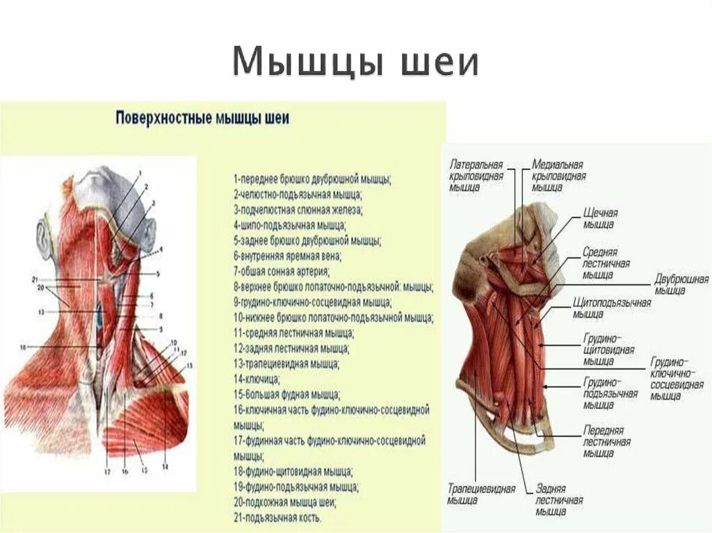 Мышцы шеи анатомия. Поверхностные мышцы шеи вид сзади. Строение мышц шеи вид спереди. Поверхностные мышцы шеи спереди. Мышцы шеи сзади анатомия названия.