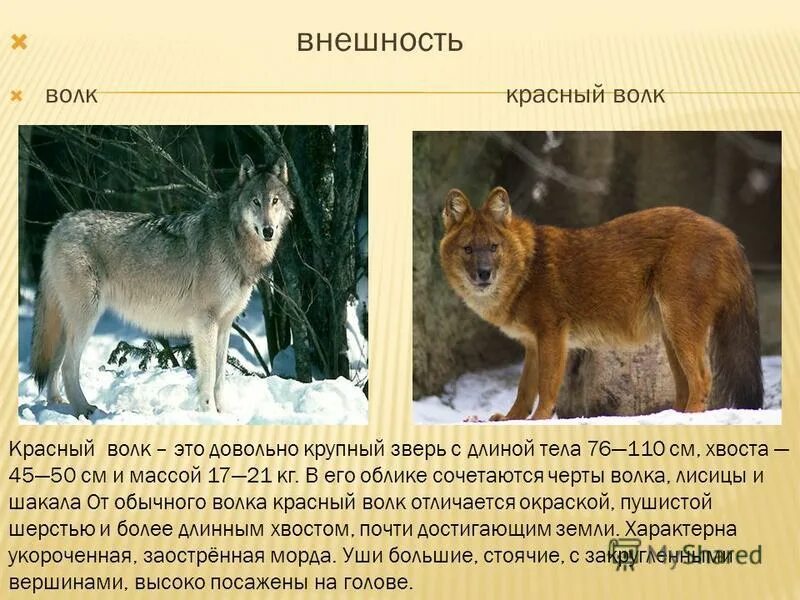 ягуар презентация. описание бурава медведя. доклад про льва. амурский тигр паспорт. лев краткое описание.