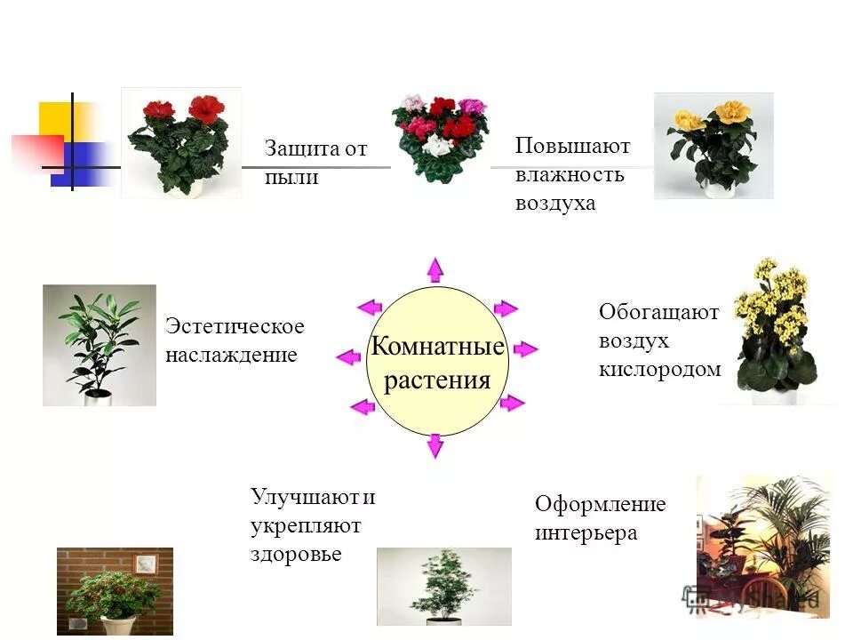 растения обогащающие кислородом. растения обогащают воздух. кислород рисунок. растения поглощают углекислый газ и выделяют кислород. растения обогащающие кислородом.