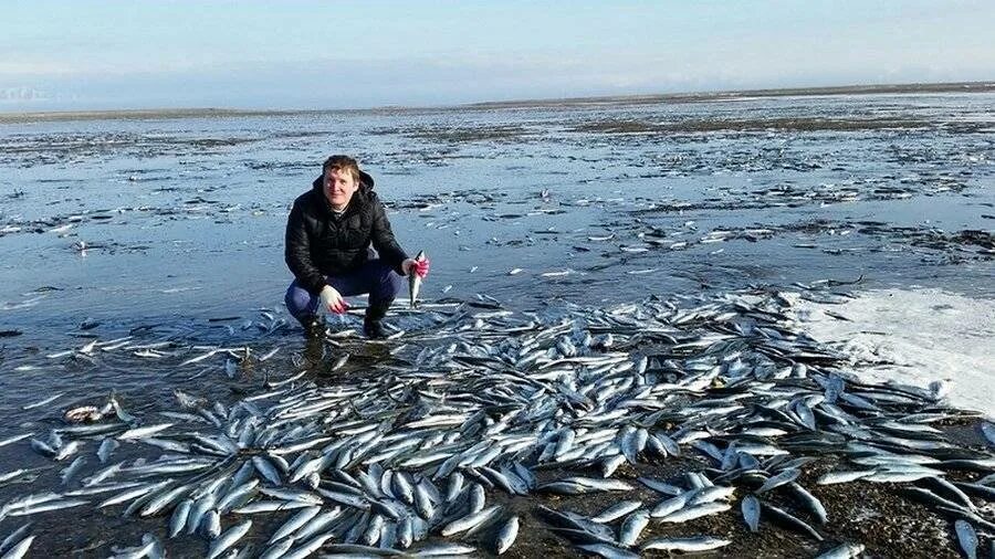 Виды рыб в охотском море. Сельдь охотское море. охотское море рыболовство. рыбы охотского моря. уёк рыба охотского моря.