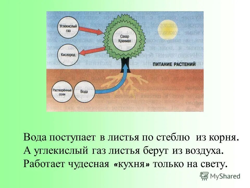 диоксид углерода со2. откуда углекислый газ. углекислый газ диоксид углерода. откуда углекислый газ. поступление воды в растение.