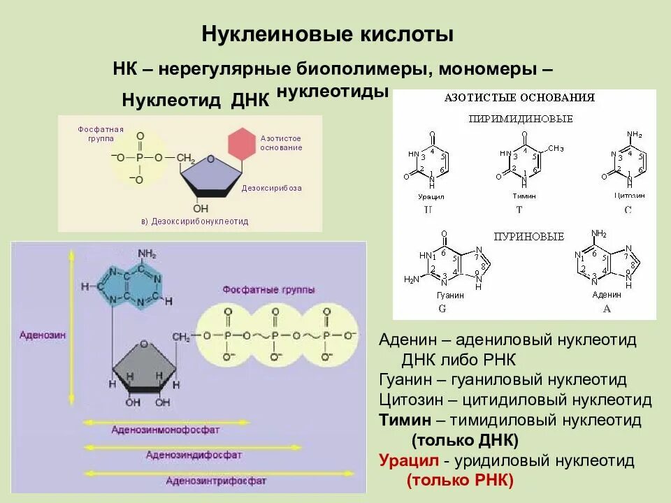 Мономеры нуклеотидных кислот. Мономер нуклеотид. Биополимеры нуклеиновые кислоты. Строение НК.