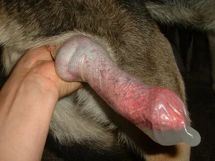 Pokaz slajdów holenderski pies kutas sperma.