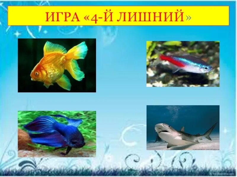 Тема аквариумные рыбки средняя группа. Аквариумные рыбки средняя группа. Аквариумные рыбы для дошкольников. Аквариумные рыбки презентация. Тема недели рыбы аквариюм.