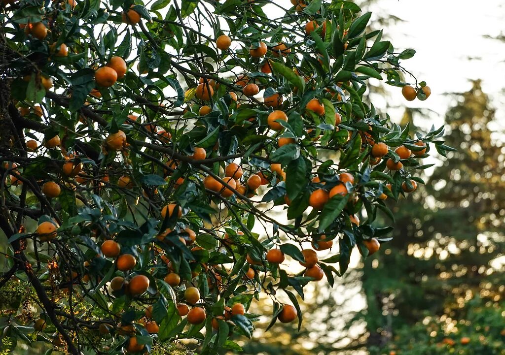 На дереве висят мандарины сначала. Абхазия мандарины на дереве. Мандариновое дерево в Абхазии. Кумкваты мандарины Абхазия. Мандарины ревевья Абхазия.