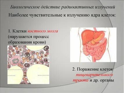 Наиболее чувствительны