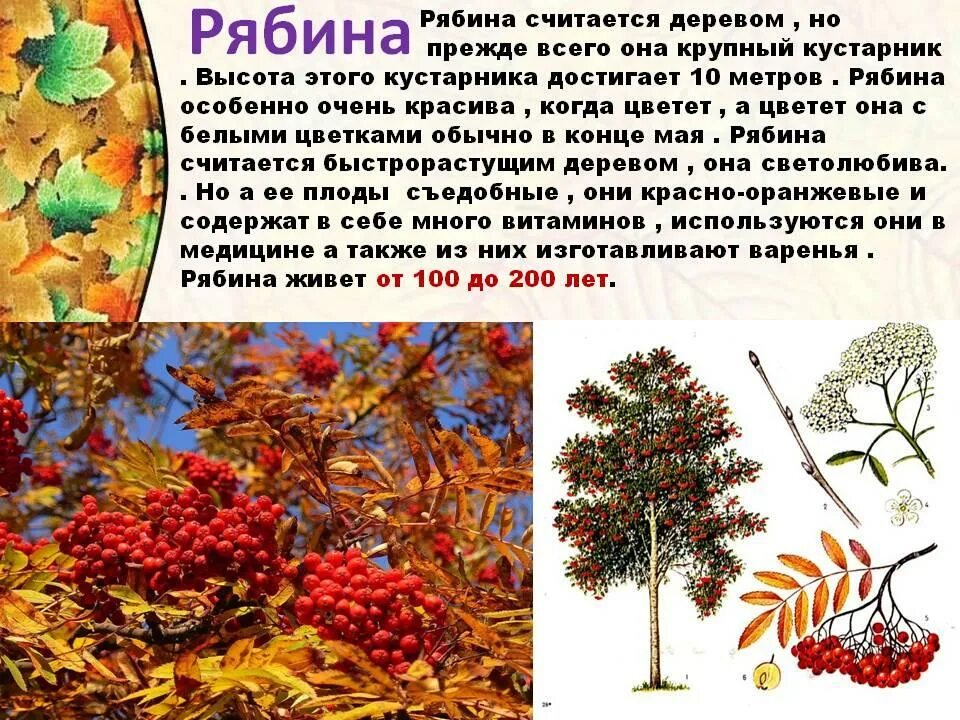 Описание осенних деревьев кустарников. Дерево рябина для дошкольников. деревья с описанием для дошкольников. рябина это дерево или кустарник. рябина описание.