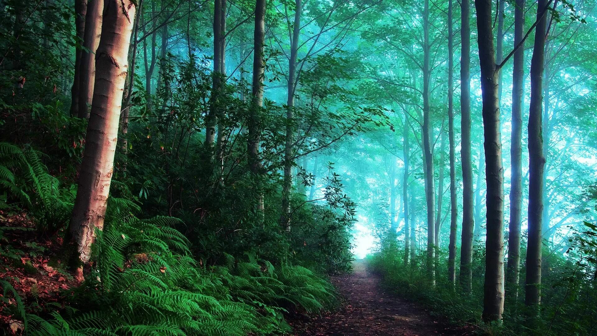 Шварцвальд тропа. Природа леса. Красивый лес. Национальный парк олимпик штат вашингтон сша. Лесной пейзаж.