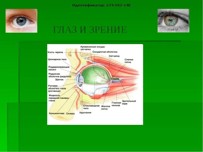 Презентация на тему зрение. Глаз и зрение физика. Строение глаза физика. Строение глаза с точки зрения физики.