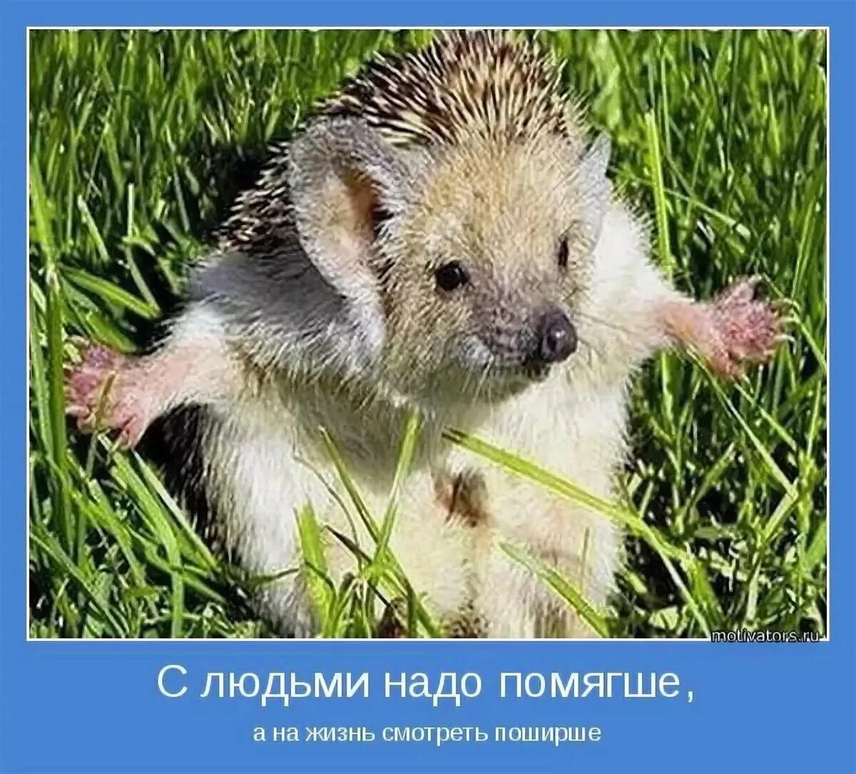 Вот он ежик. Ежик. ежик мотиваторы. еж прикол. смешной ежик.