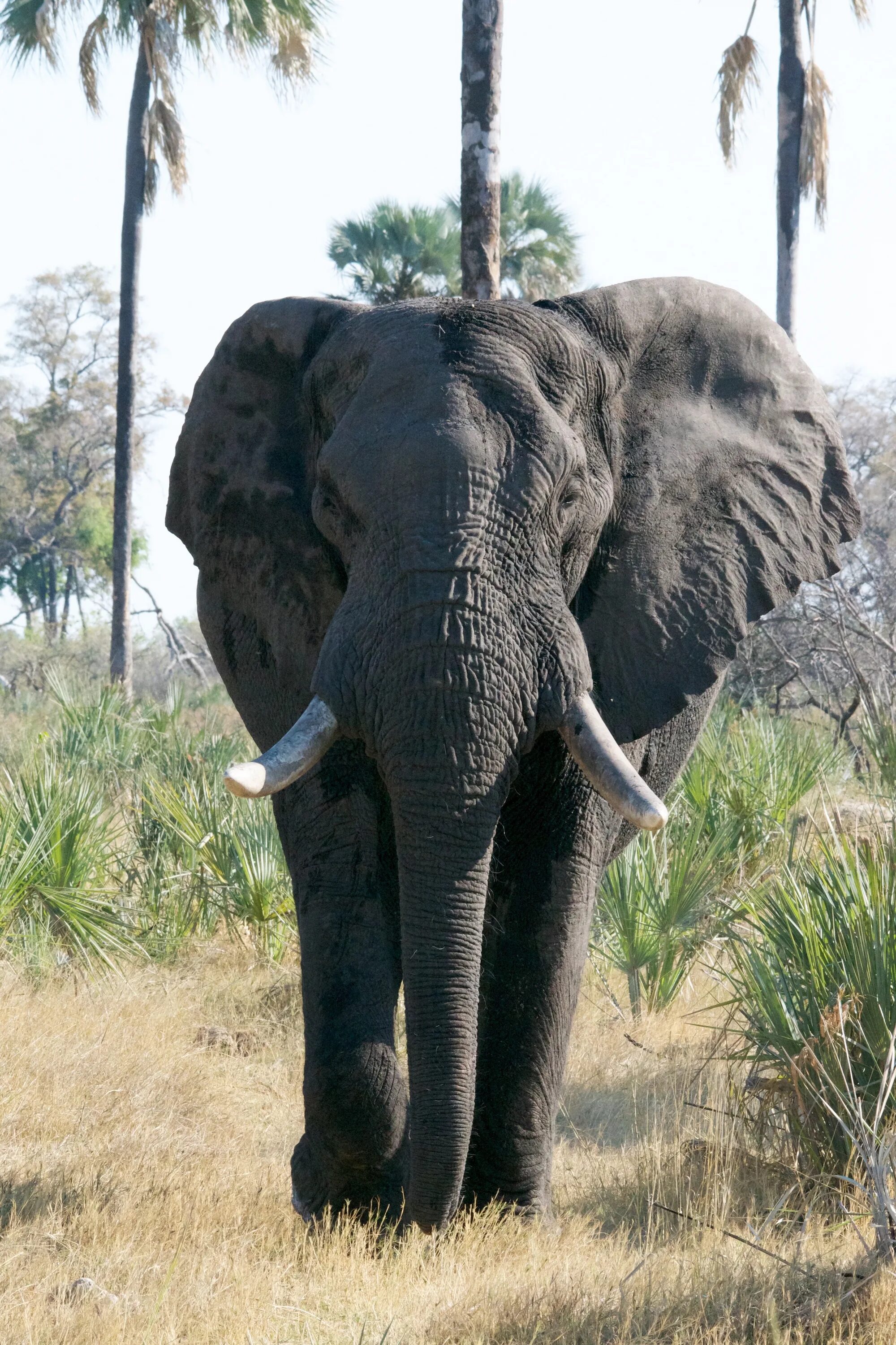 Африканский саванный слон. Кения саванный слон. Африканский саванный слон гиганты. Саванный слон и индийский слон. Чем отличается индийский слон от африканского 1