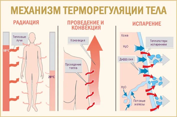 Испарение пота с поверхности кожи. Теплопродукция и теплоотдача у человека. Терморегуляция организма человека. Теплорегуляция организма человека. Терморегуляция человеческого организма.