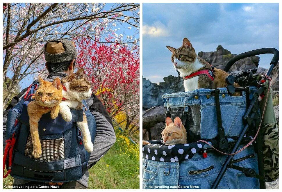 Прогулка кота. Коты на прогулке. кошка гуляет. коты гуляют. прогулка с котом на улице.