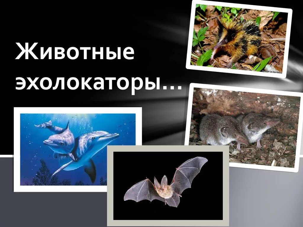 Эхолокация позволяет выбери верный вариант. Животные с эхолокацией. эхолокаторы у животных. эхолокация. ультразвук животные.