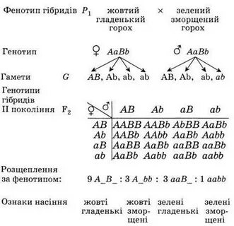 Генотип и фенотип задачи