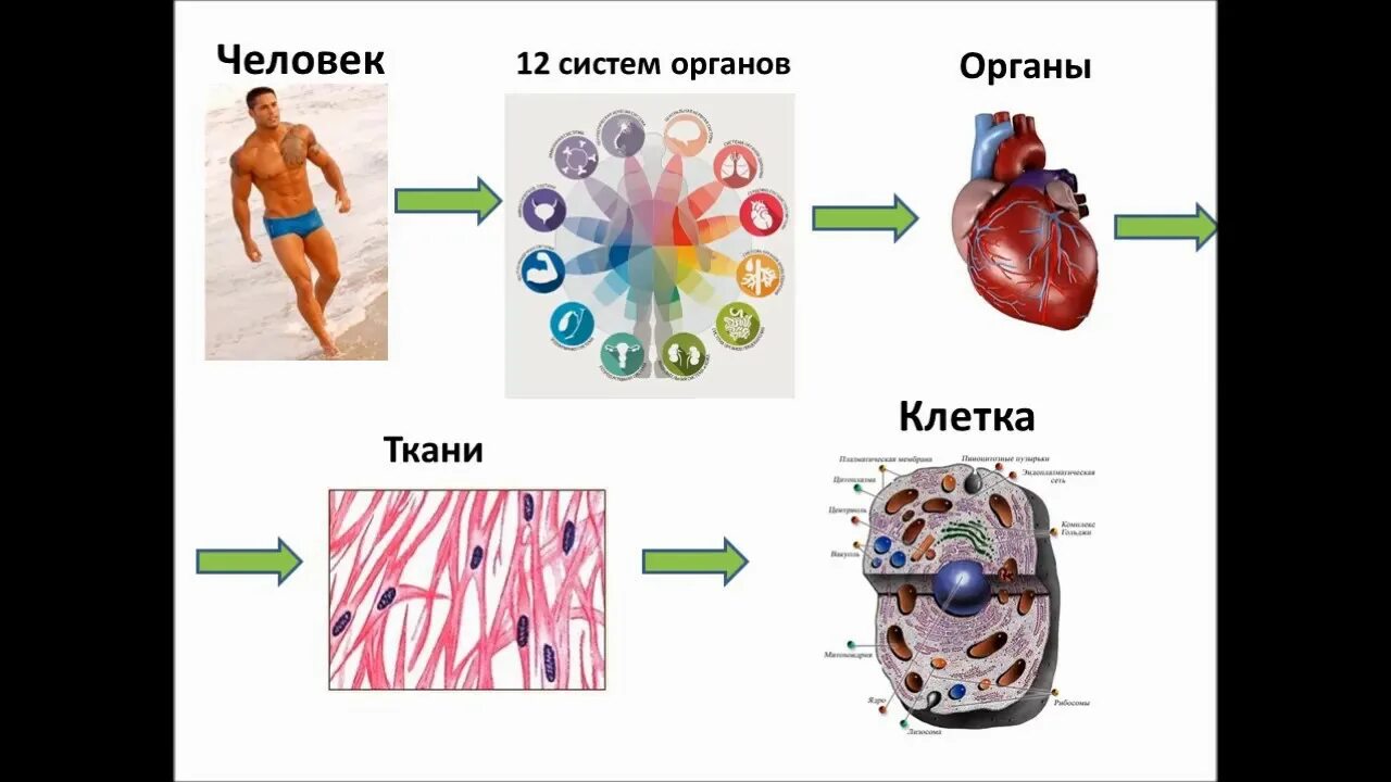 Что такое клеточное питание организма. Здоровье и концепция человека. Питание клетки человека. Концепция здоровья коралловый. Участвует в питании клеток