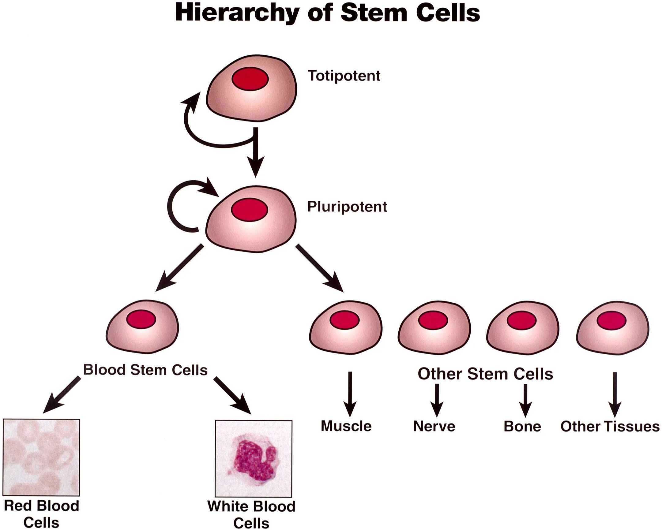 Different cells