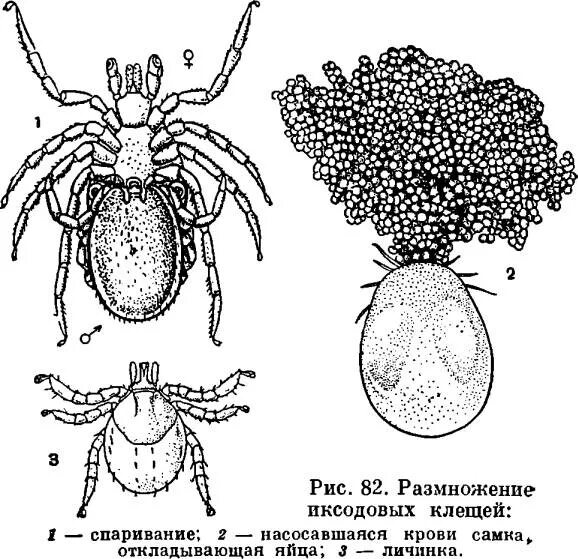 Клещи животные как размножаются. Личинка иксодового клеща строение. Иксодовые клещи личинка строение. Имаго таежного клеща строение. Таежный клещ ПАУКООБРАЗНЫЙ.