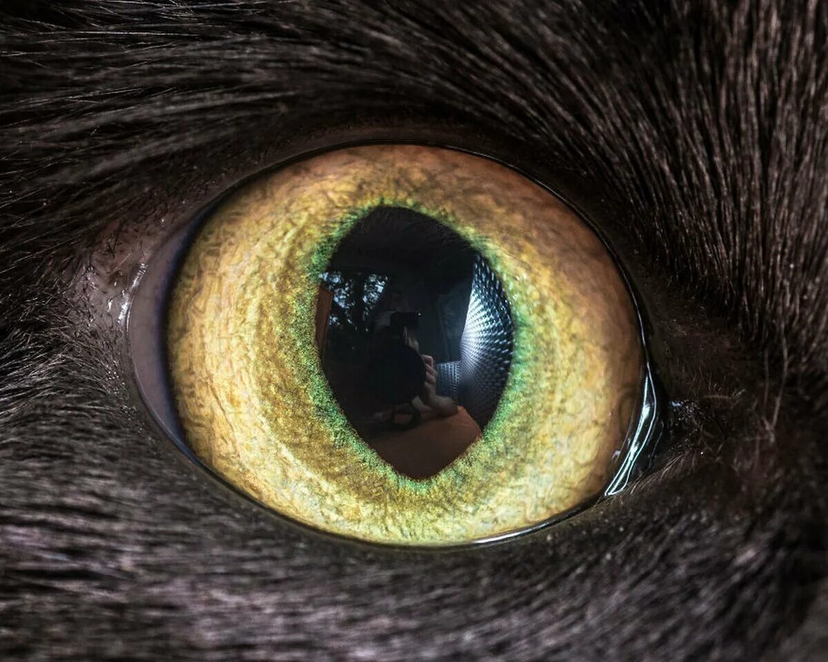 Глаза громадные как. Кошачий глаз. Зрачок кошки. Необычные зрачки. Глаз крупным планом.