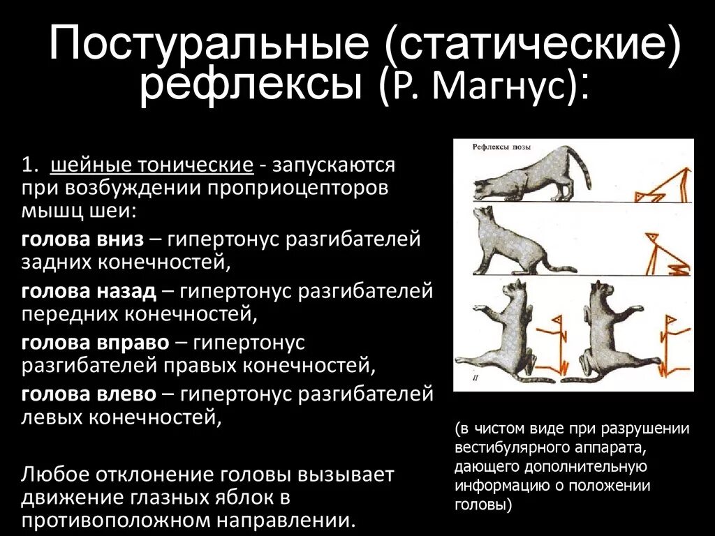 Р рефлекс. Рефлексы положения (статические и статокинетические рефлексы). Статические и статокинетические рефлексы р Магнус. Рефлексы Магнуса физиология. Шейные тонические рефлексы это физиология.