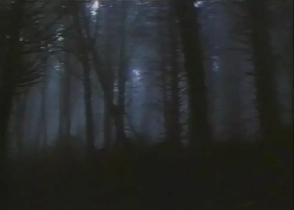Лес VHS. Фото леса для VHS Хорроров. Обои тёмный лес ВХС. Witches in Dark Forest VHS.