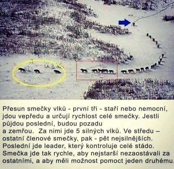 Карл линней классификация животных. Установление иерархии внутри стаи. Иерархия племени. Передвижение стаи волков. Иерархия в семье.