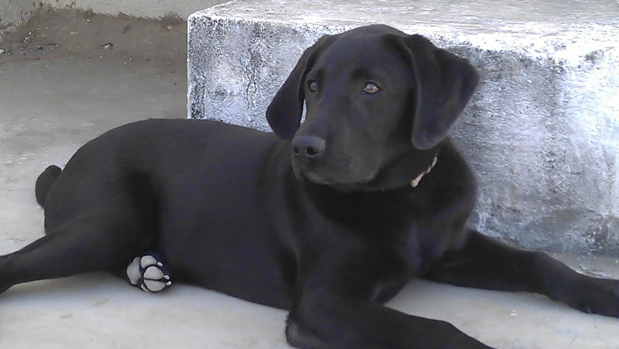 Лабрадор 6 месяцев. Лабрадор черный щенок 6 месяцев. Черный лабрадор щенок 4 месяца. Черный лабрадор щенок 5 месяцев. Лабрадор черный 5 месяцев.
