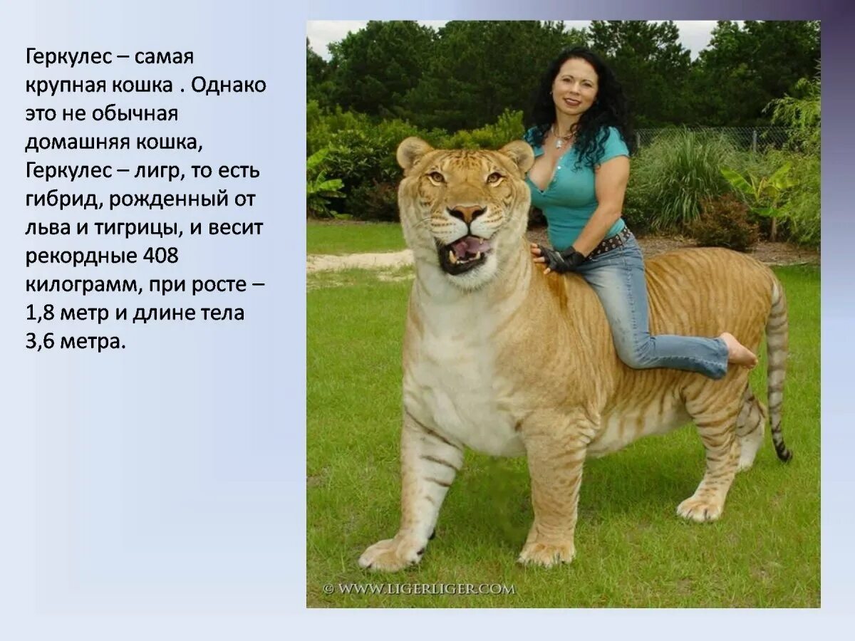 Самая большая кошка * Алексей Опаев * Научная картинка дня на "Элементах" * Биол