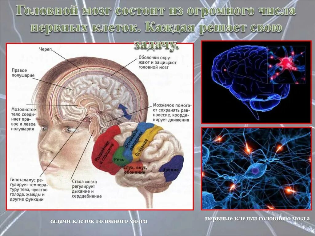 Brain задачи. Головной мозг. Нейроны головного мозга. Нейроны головного мозга строение. Строение клетки головного мозга.