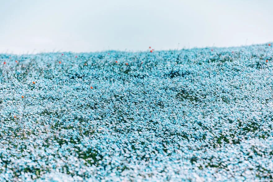 Поле незабудок. Парк Хитачи немофила. Парк Хитачи Япония. Голубые цветы Хитачи парк. Национальный Приморский парк Хитачи (Hitachi Seaside Park).