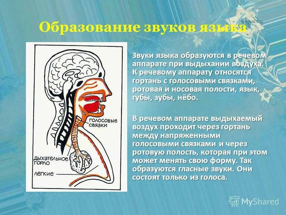 Формирование звуков речи. Речевой аппарат. органы образования звуков речи. образование звуков языка. речевой аппарат русский язык.