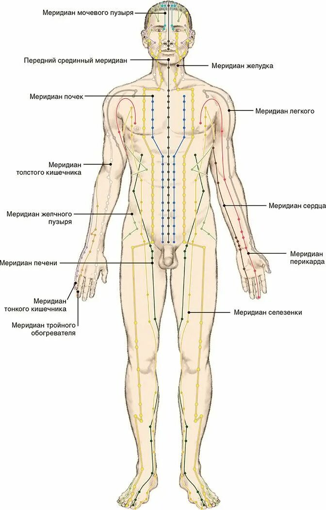 Меридианы человека китайская. Энергетические меридианы и биологически активные точки. Схема 12 меридианов акупунктуры. Меридианы и точки акупунктуры человека. Меридианы человека схема и направления китайская медицина.