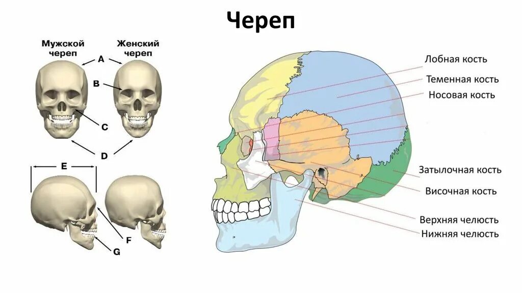 Соединение между лобной и теменной костями. Строение черепа спереди и сбоку. Строение костей черепа. Кости черепа человека анатомия. Кости черепа человека биология.