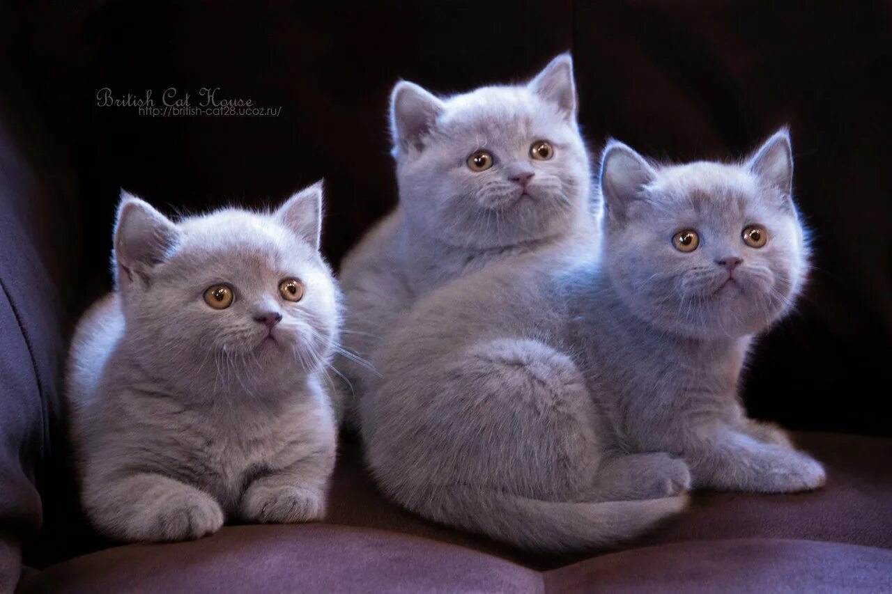 Британский и шотландский кот. Британка скоттиш страйт. шотландские котята вислоухие и прямоухие. котята британцы и шотландцы. скоттиш-страйт шотландская и британская кошка.