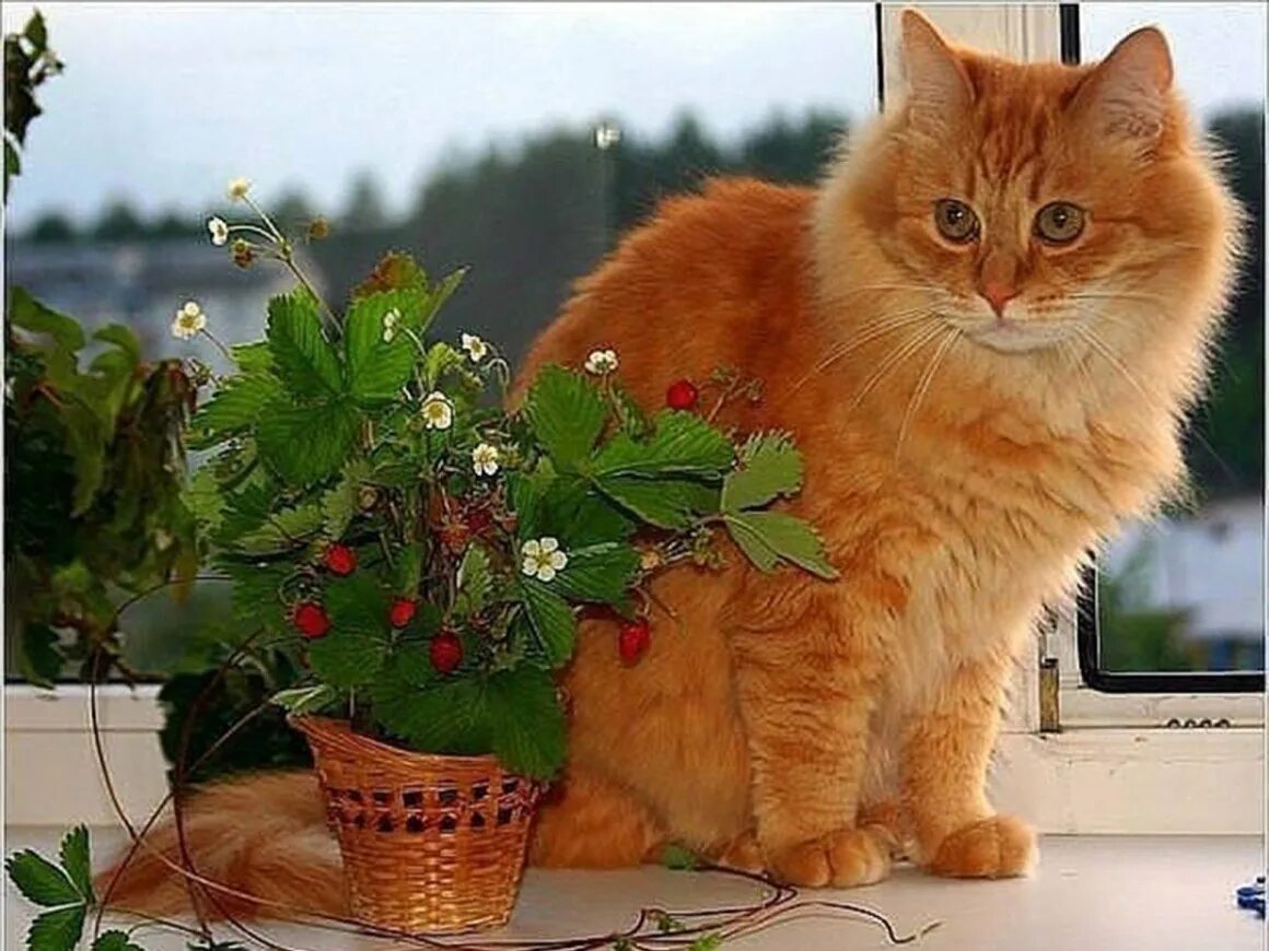 Лучшему рыжику