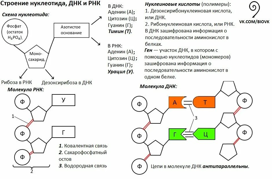 Нуклеотид это структура содержащая. Схема строения нуклеотида днк и рнк. схема строения нуклеотида общая формула. строение нуклеотида рнк. строение мономера нуклеотида рнк.