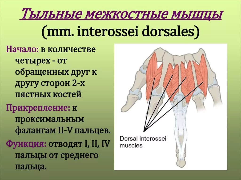 Атрофия латынь. Тыльные межкостные мышцы кисти. Первая тыльная межкостная мышца. Ладонные межкостные мышцы кисти. Межкостные мышцы кисти функция.