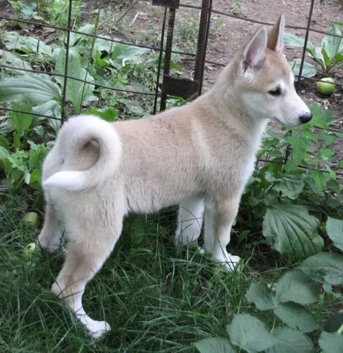 3 лайка. Щенок Западно сибирской лайки 3 месяца. ЗСЛ лайка 4 месяца. Щенок лайки 2 месяца Западносибирская лайка. Западно Сибирская лайка щенок 5 месяцев.