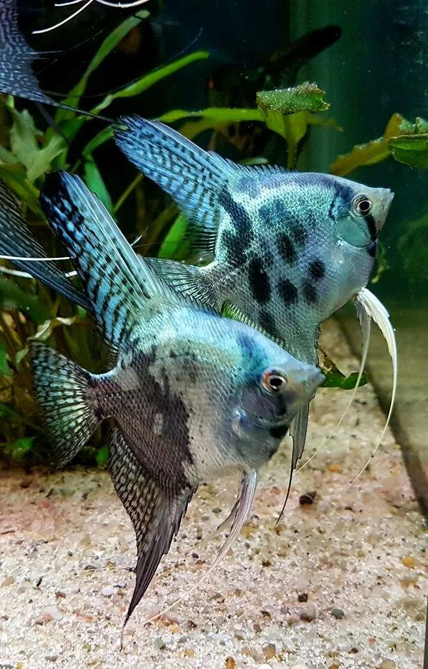 Скалярия параиба фантом. Скалярия смоки. Скалярия синий смоки. Скалярия пиной параиба. Скалярия пиной клоун.