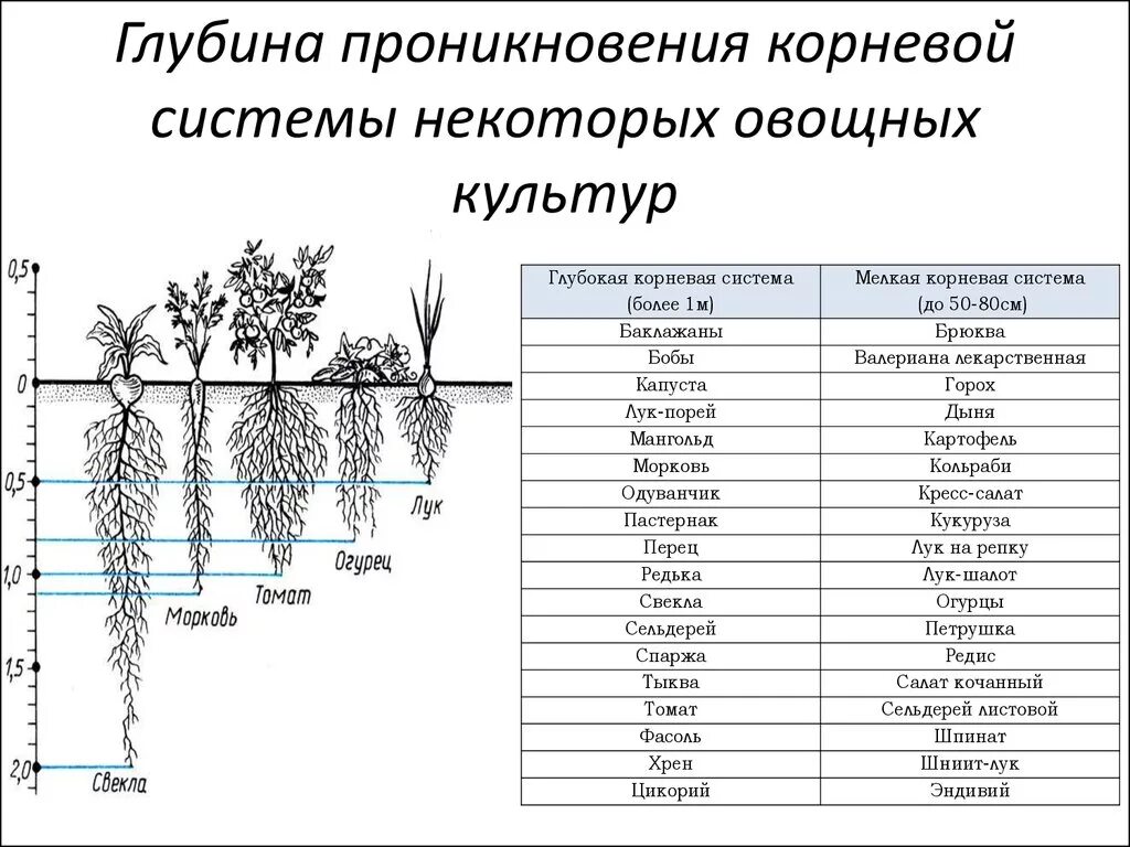 Сколько лет корневу. Корневая система помидор глубина. Корневая система томатов глубина и расположение. Корневая система огурца глубина. Корневая система огурца глубина и расположение.