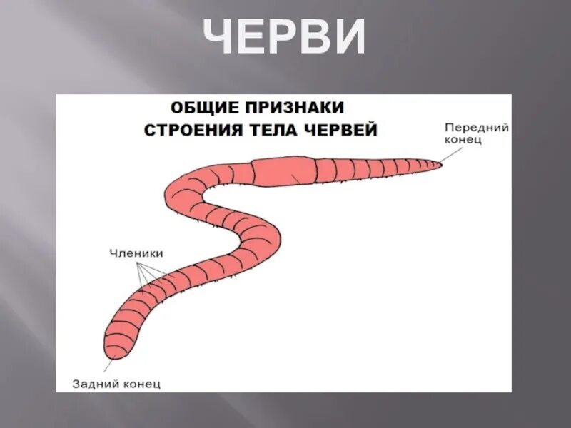 Признаки группы червей. Черви основные признаки. Отличительные особенности червей.