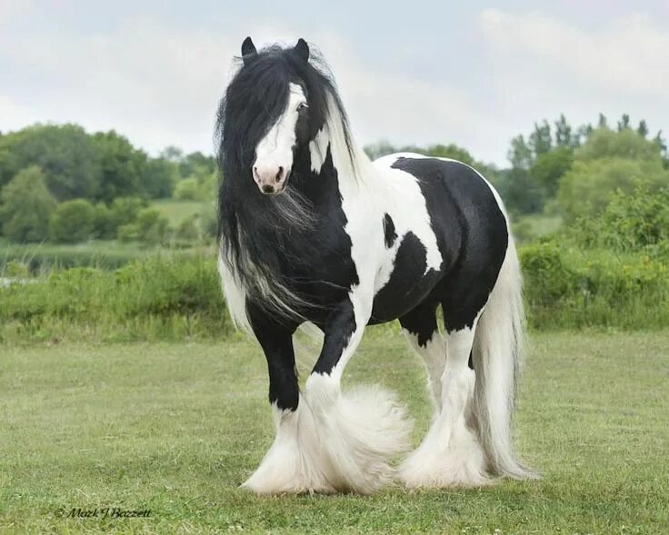 Heavy horses. Лошади породы Шайр. Лошадь породы Gypsy Vanner. Тяжеловоз Шайр. Шайр тяжеловоз вороной.