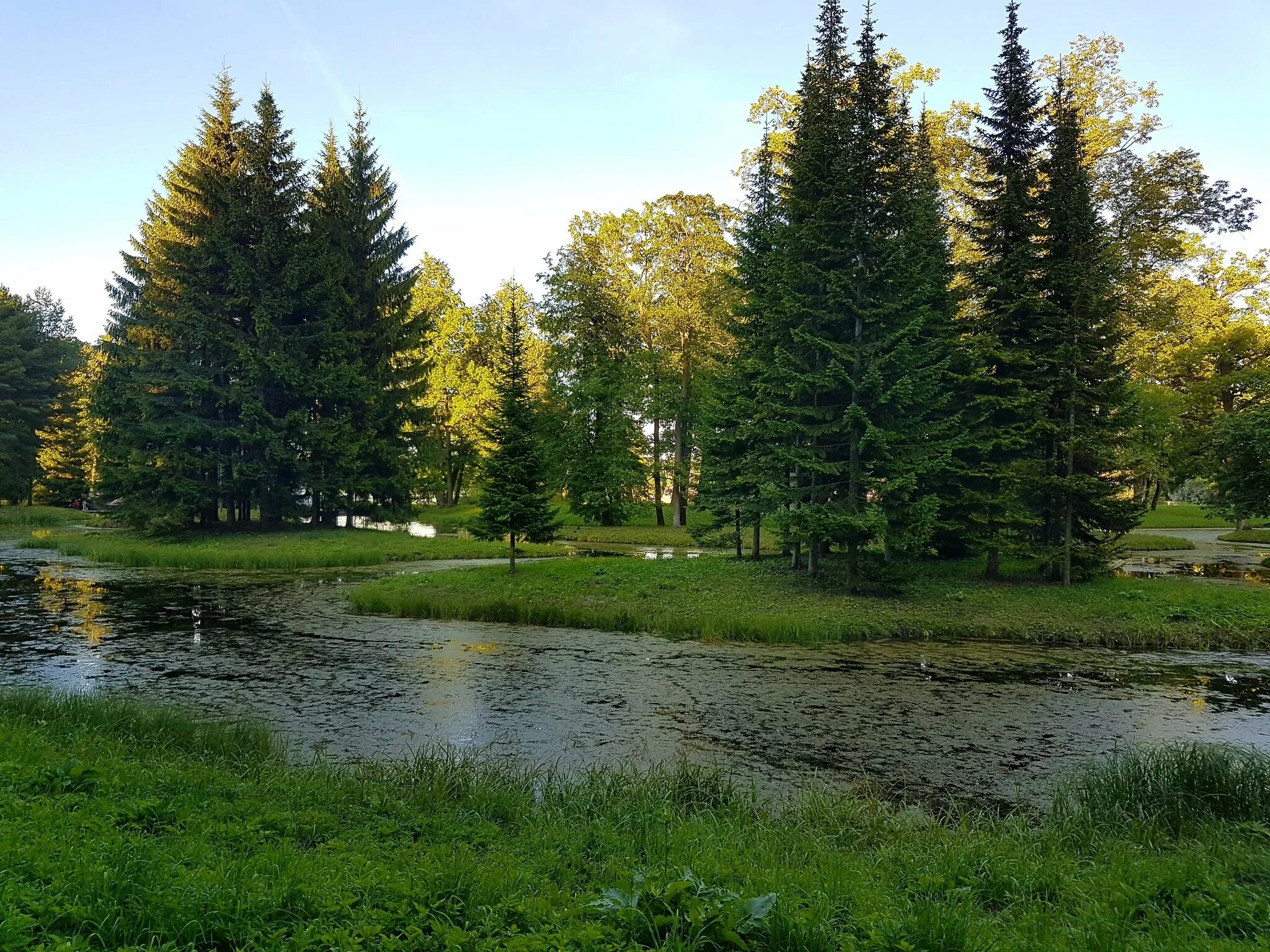 Хвойный парк санкт-петербург. Растительный мир санкт петербурга. Растительный мир санкт петербурга. Санкт-петербург лес хвойный. Парк цпкио спб.
