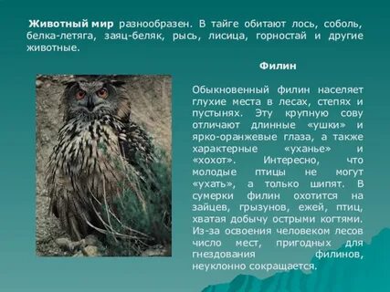 Интересные факты о животных тайги