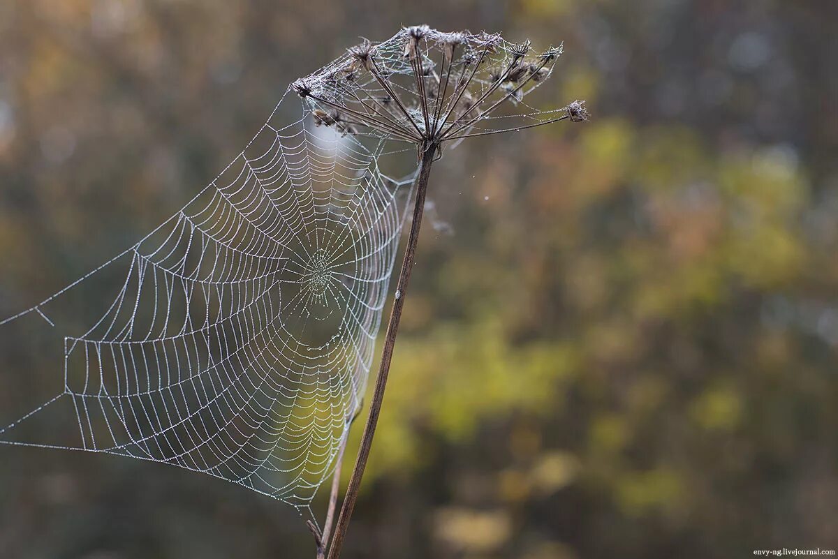 маленькие паутинки. украшение и реальность паутина. паутина на закате. полет на паутине. паутина.