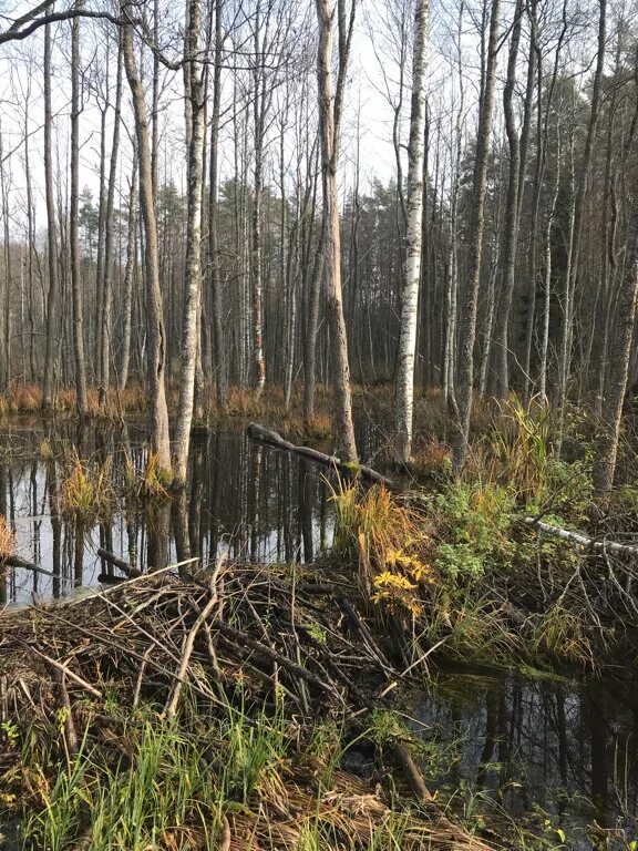 Бобры псков. Бобры в Псковской области. Псковская область киврево. Ручьи Пскова. Бобер Псков.