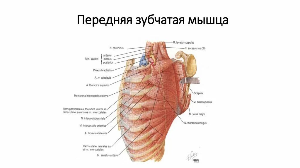 Медиальная группа мышц бедра анатомия. Передняя мышца на латинском. Serratus anterior. Мышцы бедра передняя задняя медиальная группа. Передняя зубчатая мышца начало прикрепление функции.