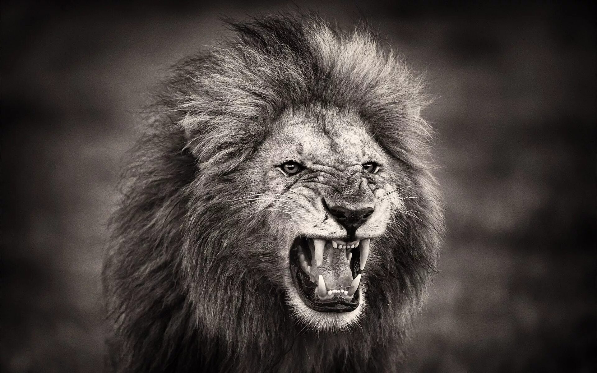 лев в ярости. злая львица. злой лев. пасть льва. свирепый лев.
