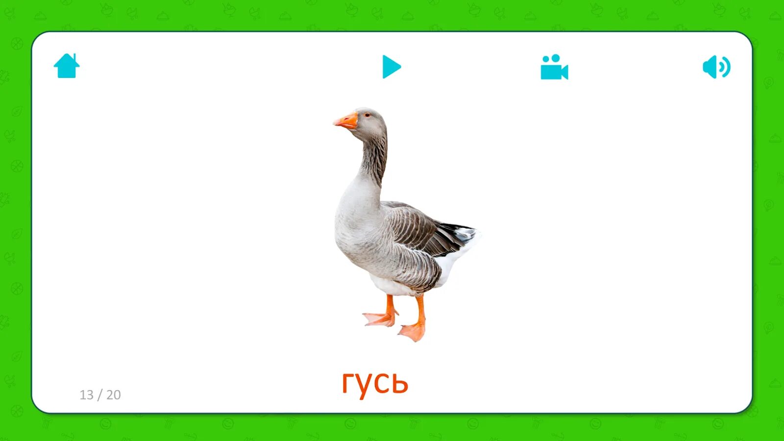 Гусь гусь даг